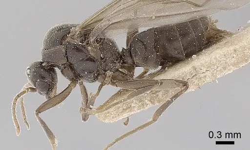 Anillidris bruchi specimen ANTWEB1008095 image antweb1008095_4