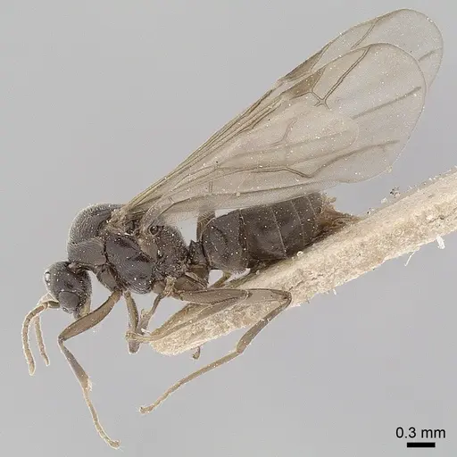 Anillidris bruchi specimen ANTWEB1008095 image antweb1008095_5