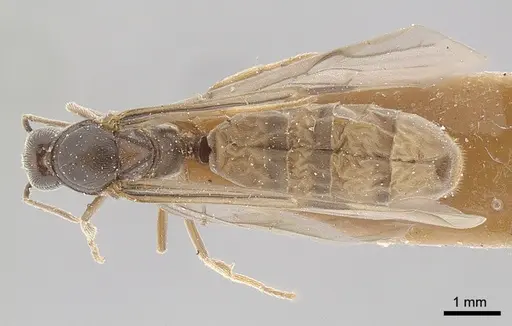 Anillidris bruchi specimen ANTWEB1008096 image antweb1008096_1