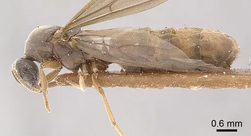 Anillidris bruchi specimen ANTWEB1008096 image antweb1008096_3