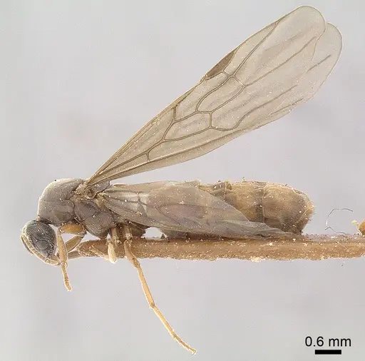 Anillidris bruchi specimen ANTWEB1008096 image antweb1008096_4