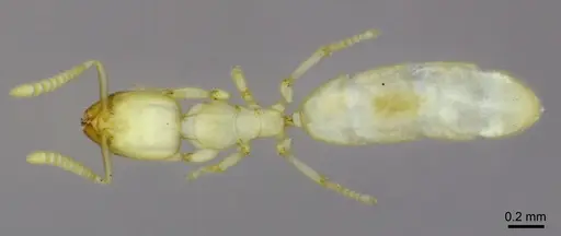 Anillidris bruchi specimen ANTWEB1008097 image antweb1008097_1