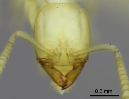 Anillidris bruchi specimen ANTWEB1008097 image antweb1008097_2