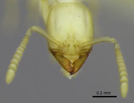 Anillidris bruchi specimen ANTWEB1008097 image antweb1008097_3
