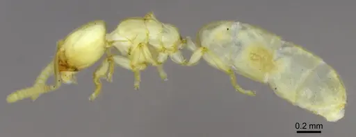 Anillidris bruchi specimen ANTWEB1008097 image antweb1008097_4