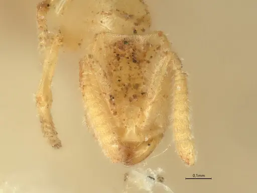 Anillidris bruchi specimen CASENT0731227 image casent0731227_2