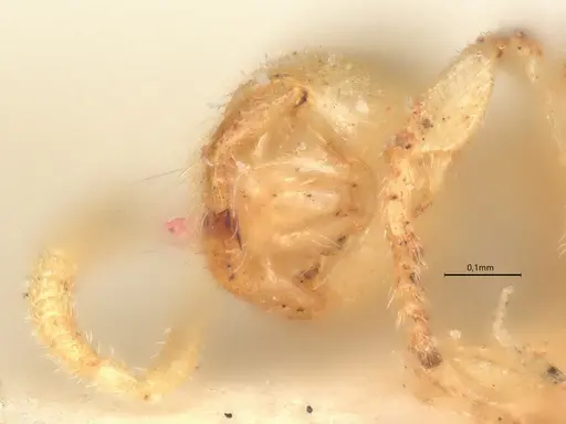 Anillidris bruchi specimen CASENT0731227 image casent0731227_3