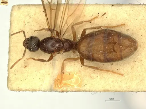 Anillidris bruchi specimen CASENT0731228 image casent0731228_1