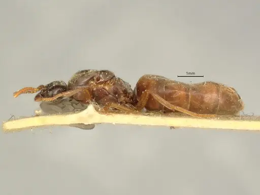 Anillidris bruchi specimen CASENT0731228 image casent0731228_3