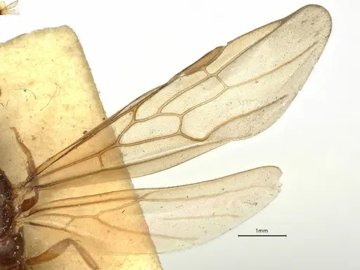 Anillidris bruchi specimen CASENT0731228 image casent0731228_4