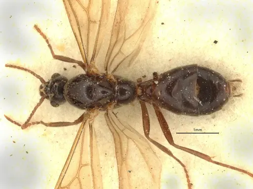 Anillidris bruchi specimen CASENT0731229 image casent0731229_1