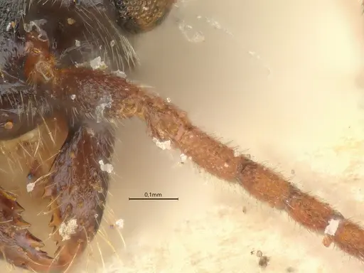 Anillidris bruchi specimen CASENT0731229 image casent0731229_3