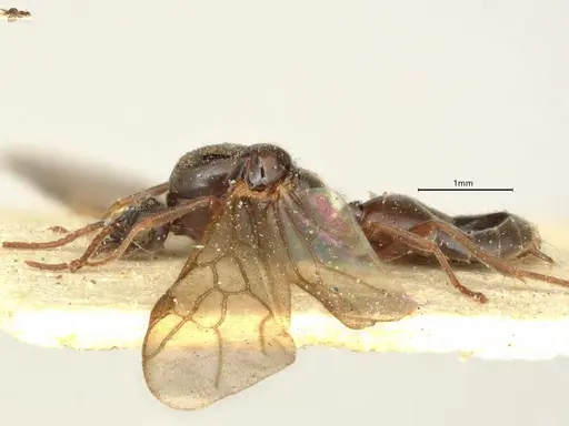 Anillidris bruchi specimen CASENT0731229 image casent0731229_4