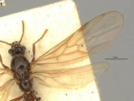 Anillidris bruchi specimen CASENT0731229 image casent0731229_5