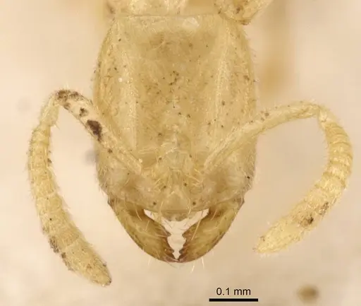 Anillidris bruchi specimen CASENT0911457 image casent0911457_2