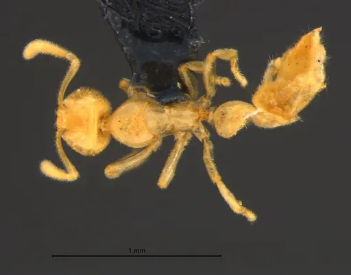 Anillidris bruchi specimen MZSPHYM0144335 image mzsphym0144335_1