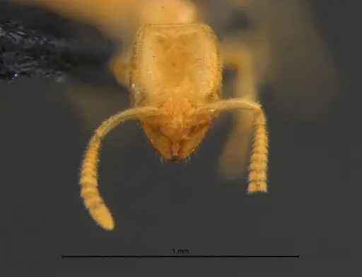 Anillidris bruchi specimen MZSPHYM0144335 image mzsphym0144335_2