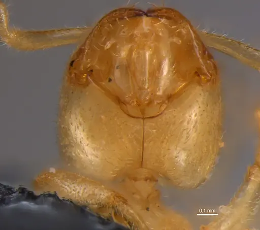Anillidris bruchi specimen MZSPHYM0144335 image mzsphym0144335_3