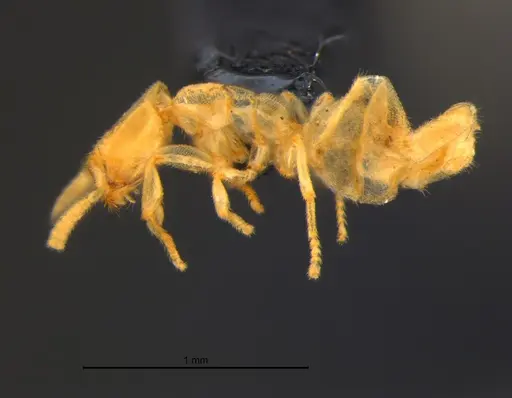Anillidris bruchi specimen MZSPHYM0144335 image mzsphym0144335_4