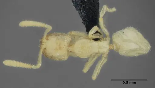 Anillidris bruchi specimen UFV-LABECOL-004260 image ufv-labecol-004260_1