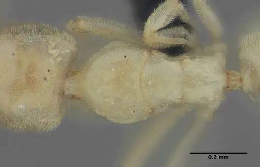 Anillidris bruchi specimen UFV-LABECOL-004260 image ufv-labecol-004260_2