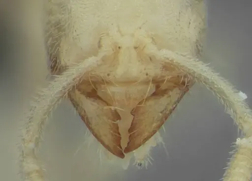 Anillidris bruchi specimen UFV-LABECOL-004260 image ufv-labecol-004260_4