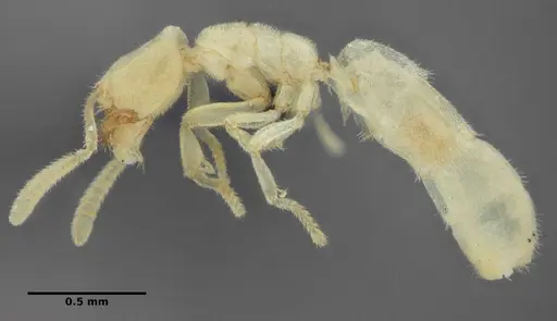 Anillidris bruchi specimen UFV-LABECOL-004260 image ufv-labecol-004260_5