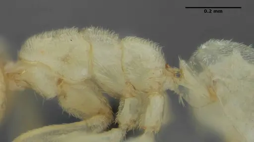 Anillidris bruchi specimen UFV-LABECOL-004260 image ufv-labecol-004260_6