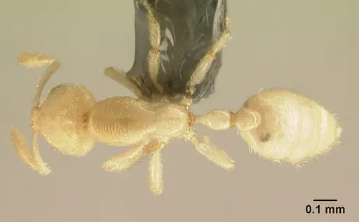 Anillomyrma decamera specimen CASENT0179568 image casent0179568_1