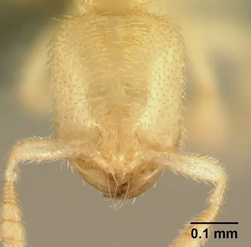 Anillomyrma decamera specimen CASENT0179568 image casent0179568_2