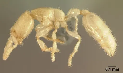 Anillomyrma decamera specimen CASENT0179568 image casent0179568_3