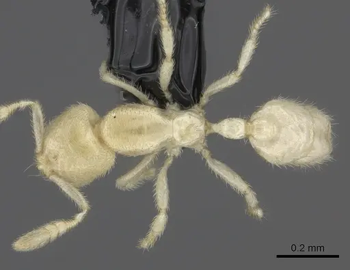 Anillomyrma decamera specimen CASENT0235147 image casent0235147_1