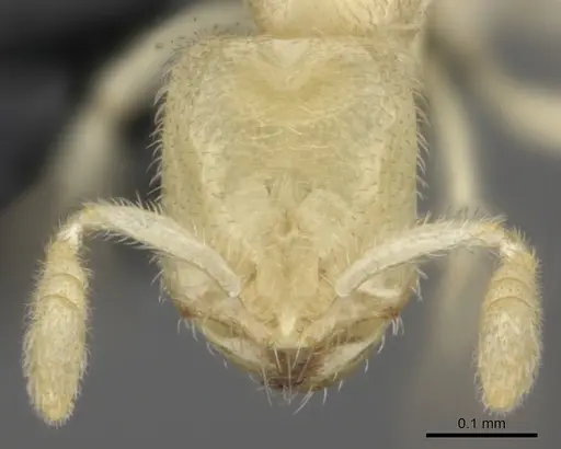 Anillomyrma decamera specimen CASENT0235147 image casent0235147_2