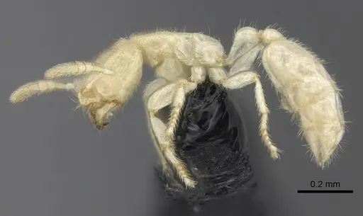 Anillomyrma decamera specimen CASENT0235147 image casent0235147_3
