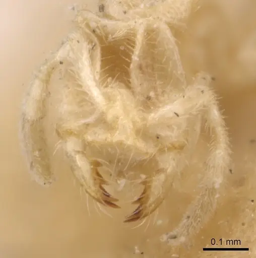 Anillomyrma decamera specimen CASENT0904590 image casent0904590_2