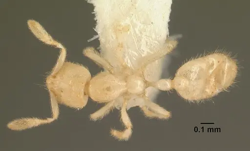 Anillomyrma tridens specimen CASENT0101945 image casent0101945_1