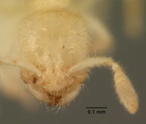 Anillomyrma tridens specimen CASENT0101945 image casent0101945_2
