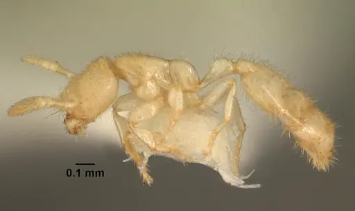 Anillomyrma tridens specimen CASENT0101945 image casent0101945_3