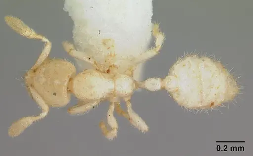 Anillomyrma tridens specimen CASENT0178518 image casent0178518_1