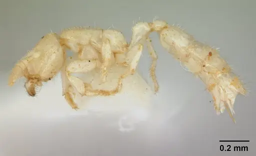 Anillomyrma tridens specimen CASENT0178518 image casent0178518_3