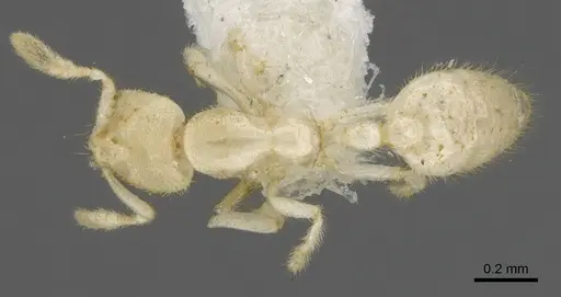 Anillomyrma tridens specimen CASENT0902174 image casent0902174_1