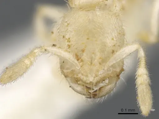Anillomyrma tridens specimen CASENT0902174 image casent0902174_2