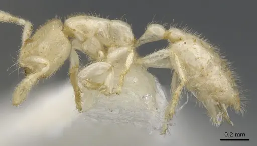 Anillomyrma tridens specimen CASENT0902174 image casent0902174_3
