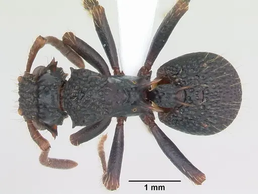 Ankylomyrma coronacantha specimen CASENT0005904 image casent0005904_1