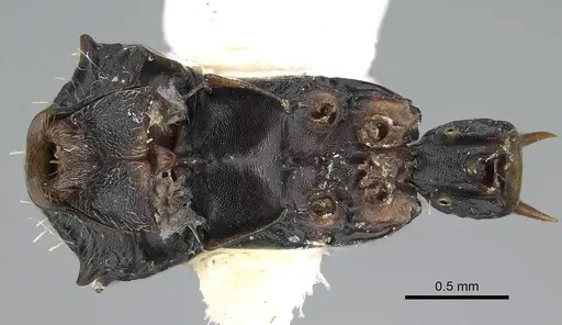Ankylomyrma coronacantha specimen CASENT0005904 image casent0005904_2