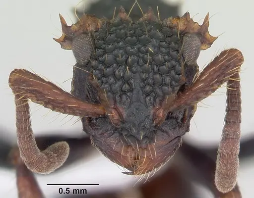 Ankylomyrma coronacantha specimen CASENT0005904 image casent0005904_3
