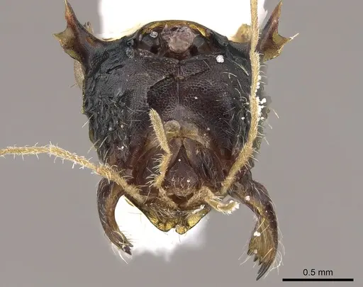 Ankylomyrma coronacantha specimen CASENT0005904 image casent0005904_4
