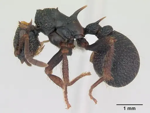 Ankylomyrma coronacantha specimen CASENT0005904 image casent0005904_5
