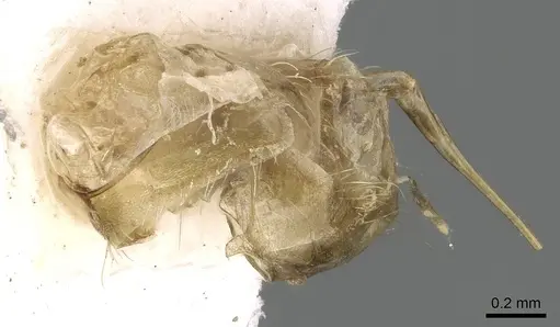 Ankylomyrma coronacantha specimen CASENT0005904 image casent0005904_6