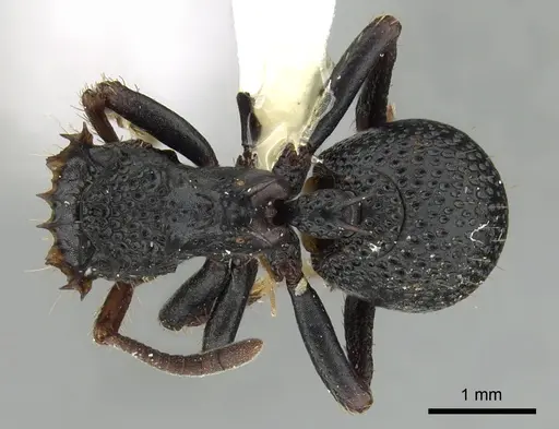 Ankylomyrma coronacantha specimen CASENT0175478 image casent0175478_1